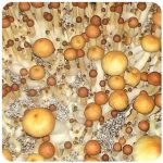 Псилоцибиновые (галлюциногенные) грибы в Когалыме Psilocybin "Golden Teacher" Псилоцибиновые (галлюциногенные) грибы в Когалыме Psilocybin "Golden Teacher"