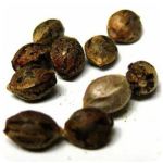 Семена марихуаны АК-47 (Seeds AK-47) в Когалыме Семена марихуаны АК-47 (Seeds AK-47) в Когалыме